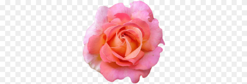 Pink Rose Garden Roses, Flower, Petal, Plant Free Transparent Png