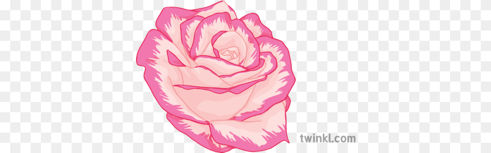 Pink Rose General Flower Plant Secondary Illustration Twinkl Girly, Petal, Carnation Png Image