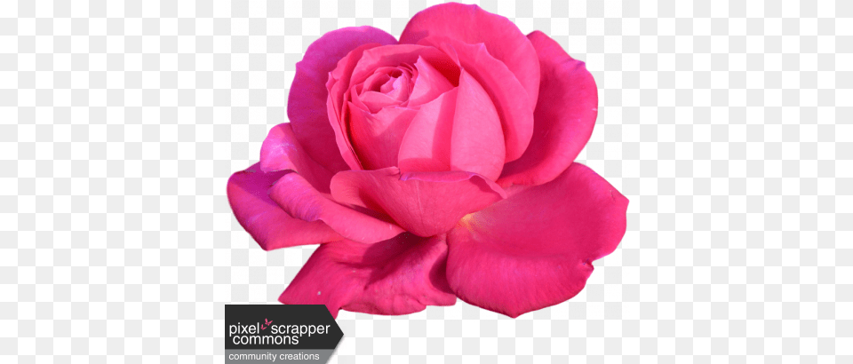 Pink Rose Graphic By Nichole Kidd Pixel Scrapper Digital Hot Pink Rose, Flower, Petal, Plant Free Png Download