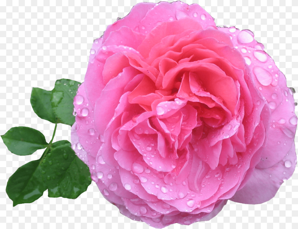 Pink Rose Hd Rose Image Hd, Flower, Plant, Petal, Geranium Free Png Download
