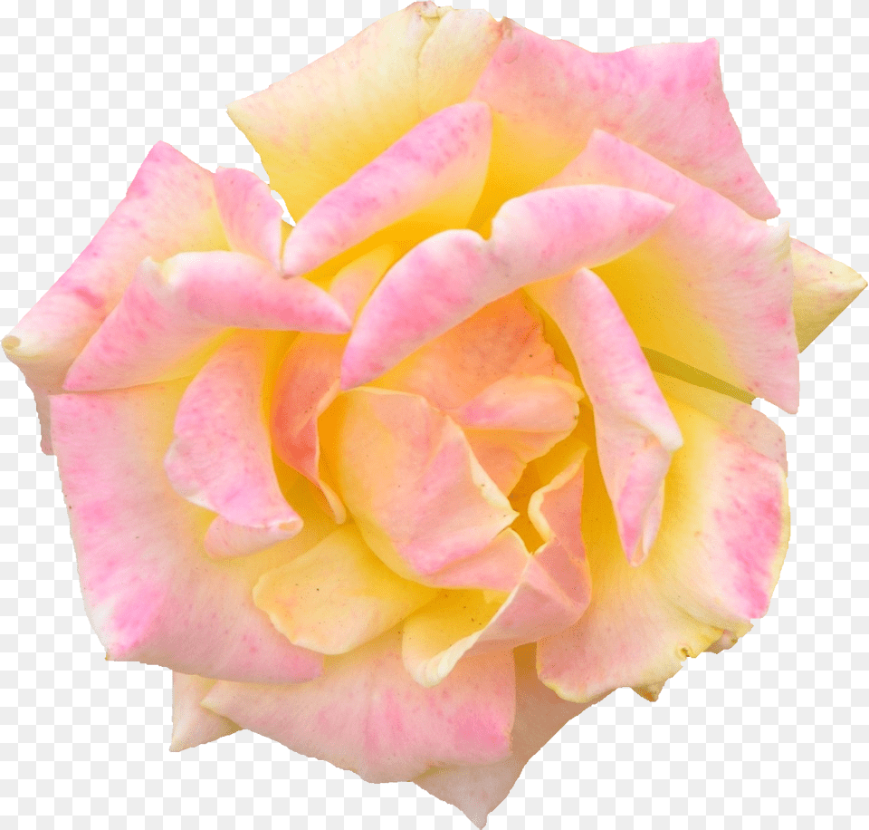Pink Rose Hybrid Tea Rose, Flower, Petal, Plant Free Png Download