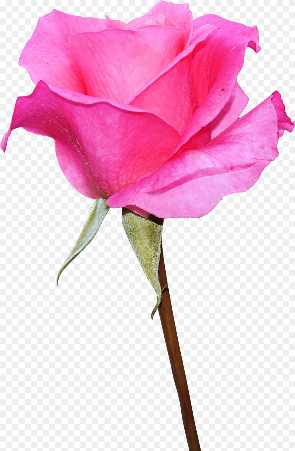 Pink Rose Image Download, Flower, Plant, Petal Free Png