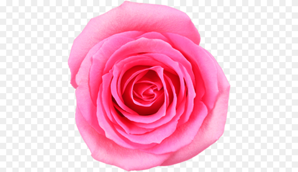 Pink Rose Image Download Searchpngcom Pink Flowers Images Download, Flower, Plant, Petal Png