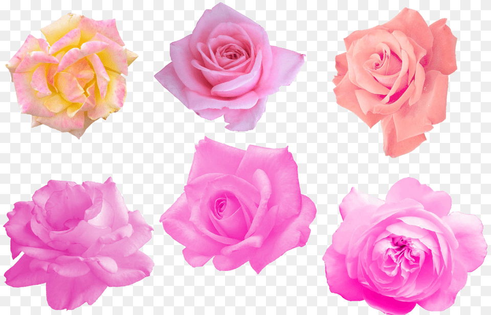 Pink Rose Image Garden Roses, Flower, Plant, Petal Free Png Download