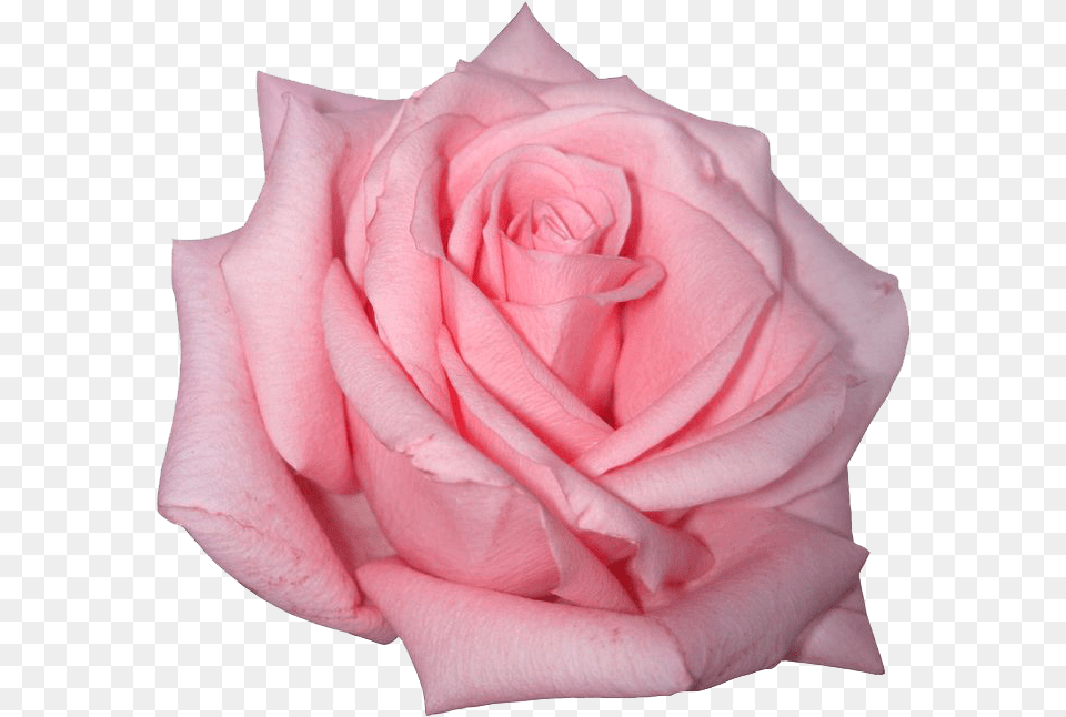 Pink Rose Icon Favicon Pink Rose Transparent, Flower, Plant, Petal Png Image