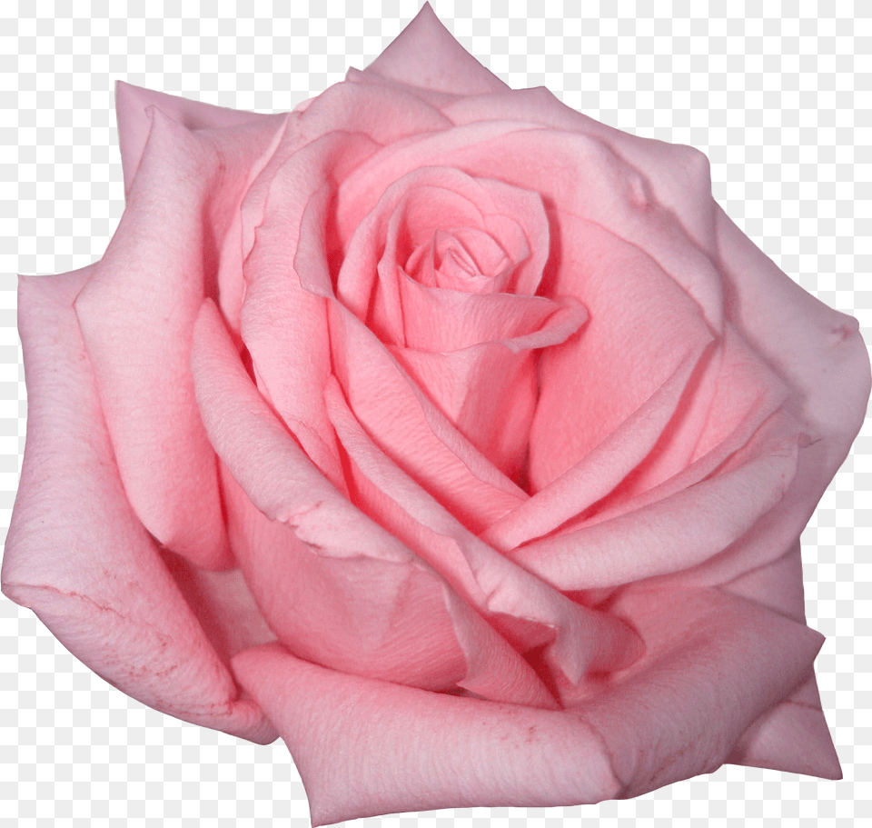 Pink Rose Pink Rose Transparent Background, Flower, Plant, Petal Png Image