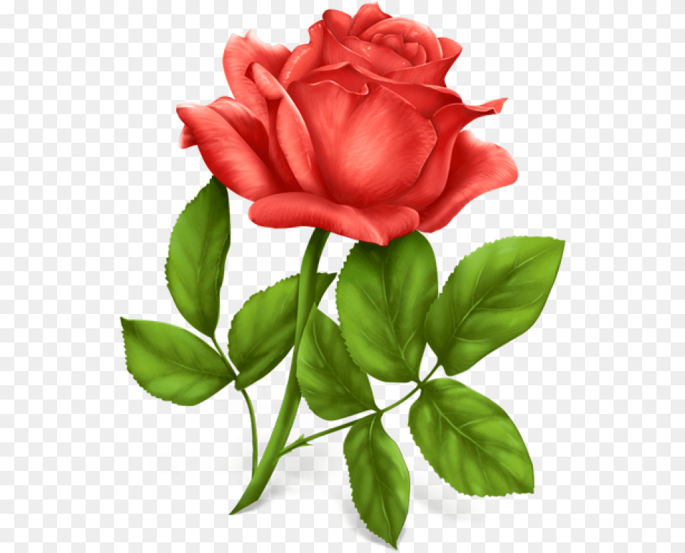 Pink Rose Image Single Rose Flower Images Hd, Plant Png
