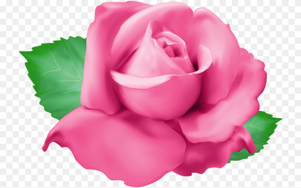 Pink Rose Images Background Portable Network Graphics, Flower, Plant, Petal Free Transparent Png