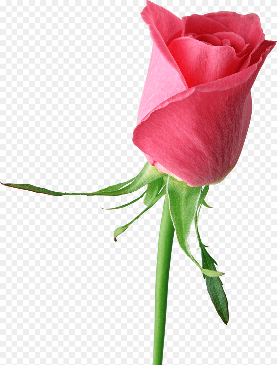 Pink Rose Large, Flower, Plant Png