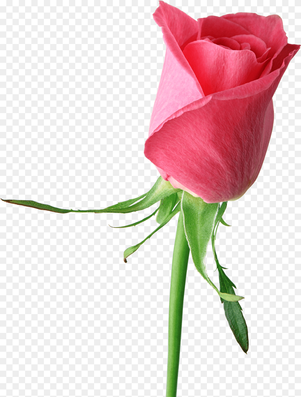 Pink Rose Large Clipart Single Rose Flower, Plant Free Png Download