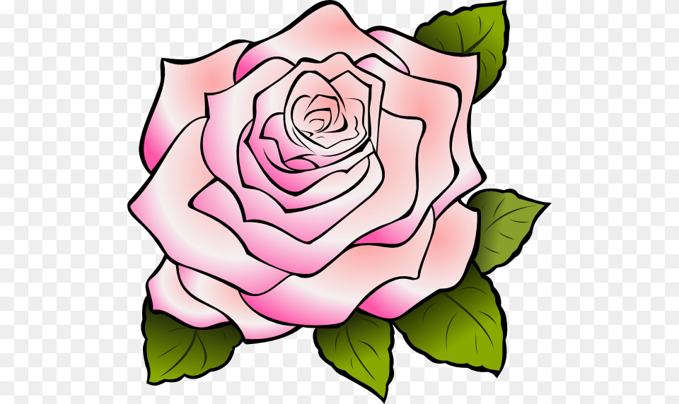 Pink Rose Large Size, Flower, Plant Free Transparent Png