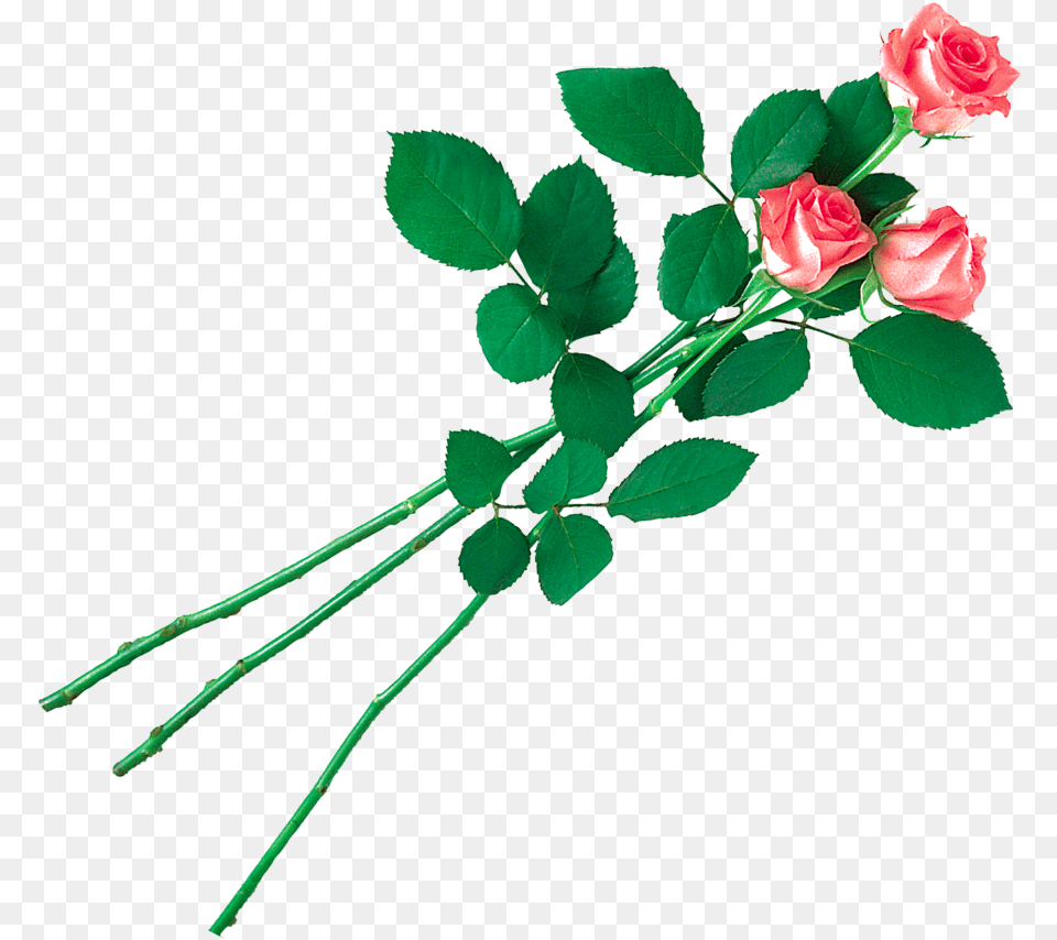 Pink Rose Leaf Transparent, Flower, Plant, Flower Arrangement Png