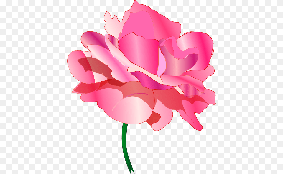 Pink Rose No Shadow Clipart For Web, Carnation, Flower, Plant, Dynamite Free Transparent Png