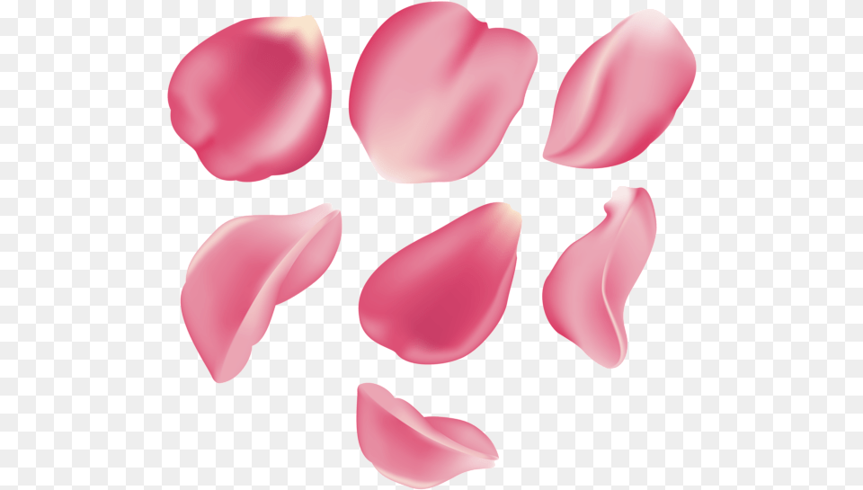 Pink Rose Petal, Flower, Plant, Tulip Free Png