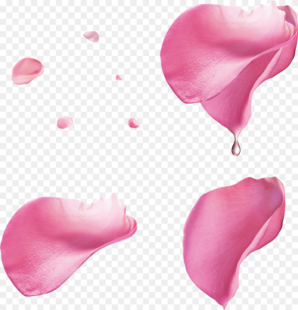 Pink Rose Petal Floating Material Pink Rose Petals, Flower, Plant Png Image