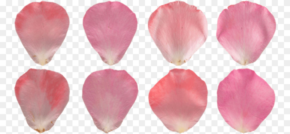 Pink Rose Petal Texture, Flower, Plant, Animal, Bird Free Png Download