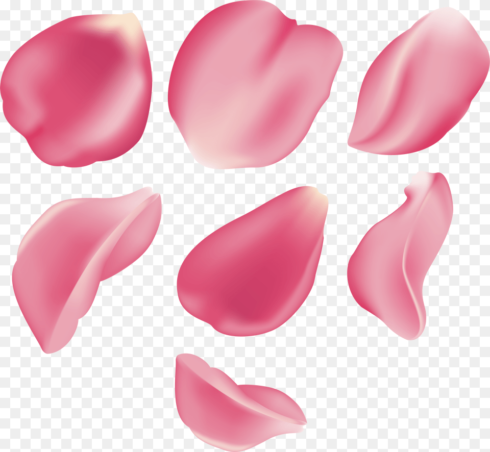 Pink Rose Petals Png Image