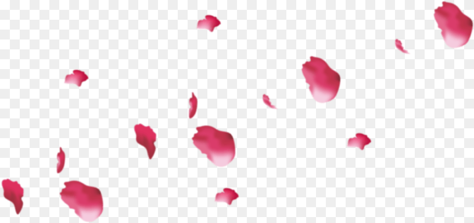 Pink Rose Petals, Flower, Petal, Plant Free Transparent Png