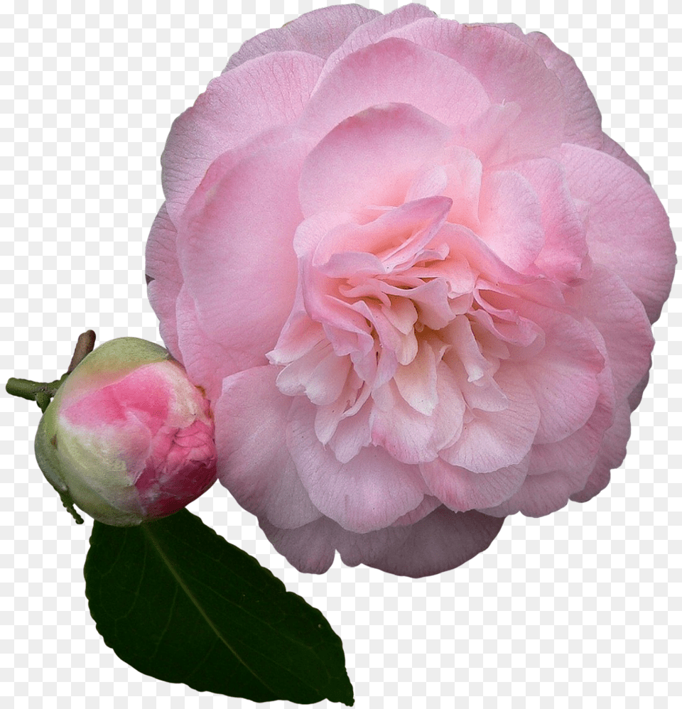 Pink Rose Petals, Flower, Geranium, Petal, Plant Free Transparent Png
