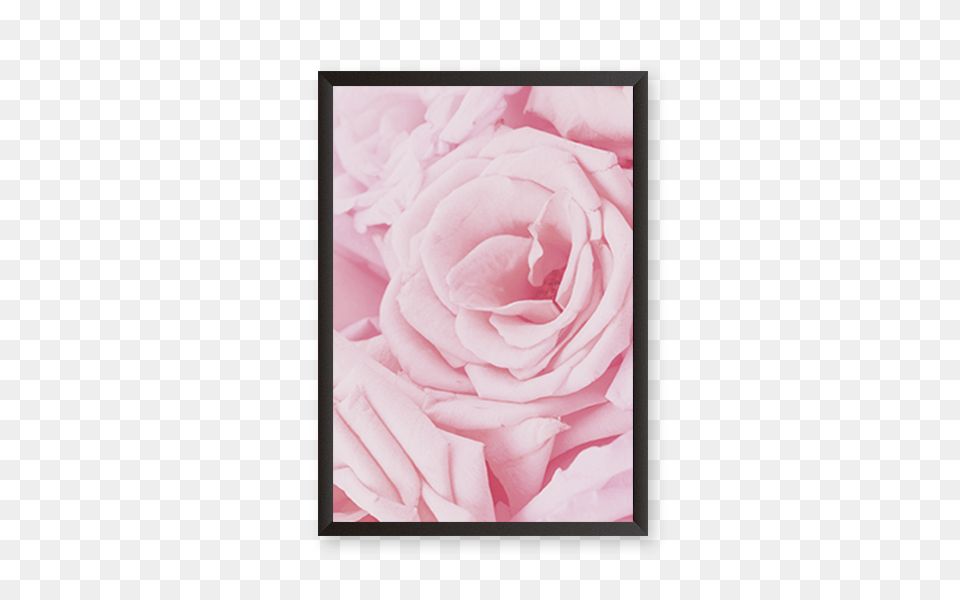 Pink Rose Petals Urban Karigars, Flower, Plant Free Png Download
