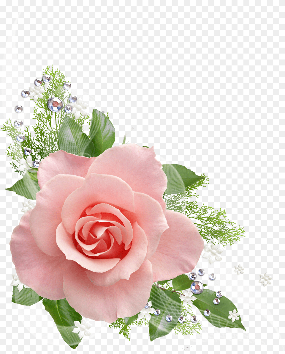 Pink Rose Picture Pink Rose Flower, Flower Arrangement, Flower Bouquet, Plant, Art Free Png Download