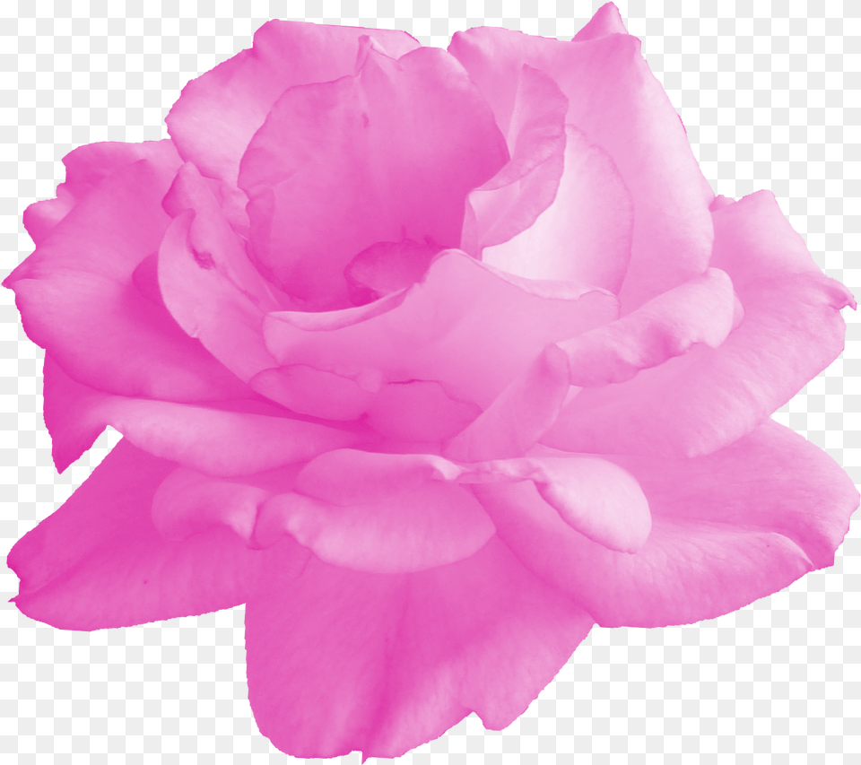 Pink Rose Pink Rose Transparent, Flower, Petal, Plant, Carnation Png