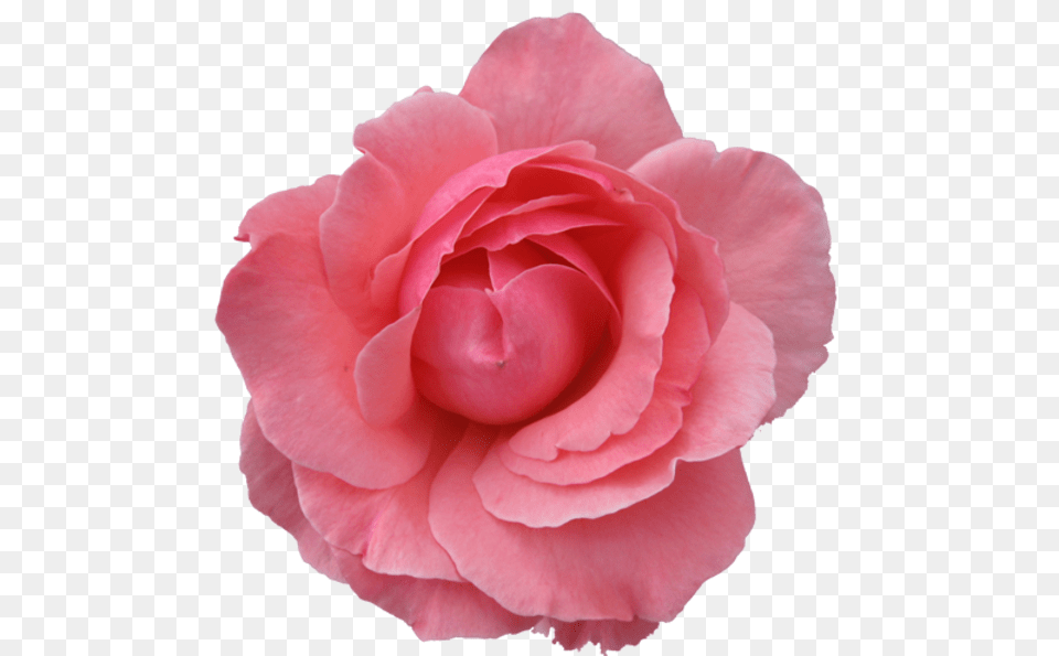 Pink Rose Pink Rose With Background, Flower, Petal, Plant, Carnation Png Image