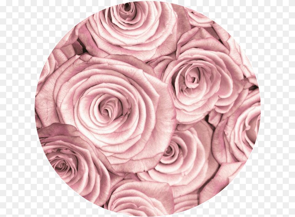 Pink Rose Pinkrose Pinkcircle Circle Background Rose Gold Roses Background, Flower, Pattern, Petal, Plant Png Image