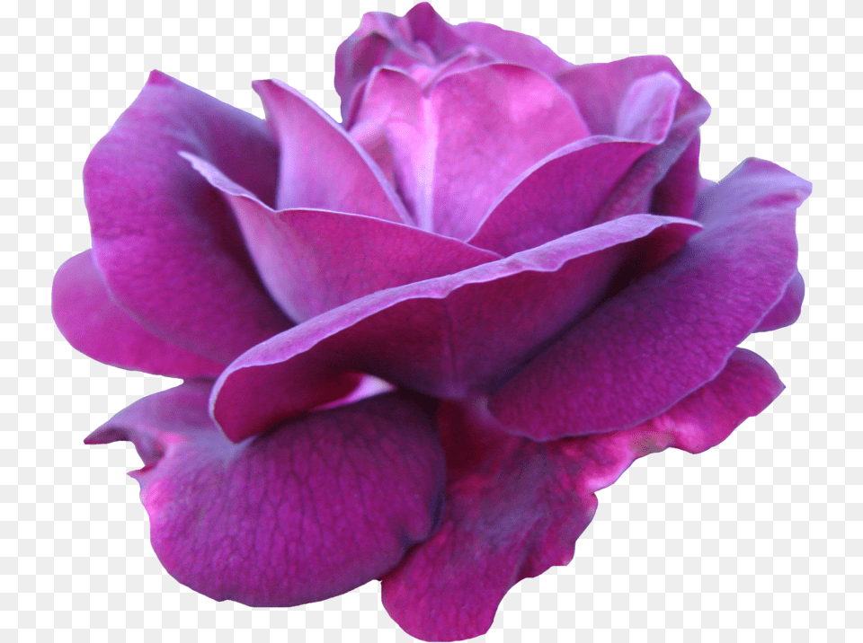 Pink Rose Purple Pink Rose Download Rose Transparent Purple Rose, Flower, Geranium, Petal, Plant Png Image