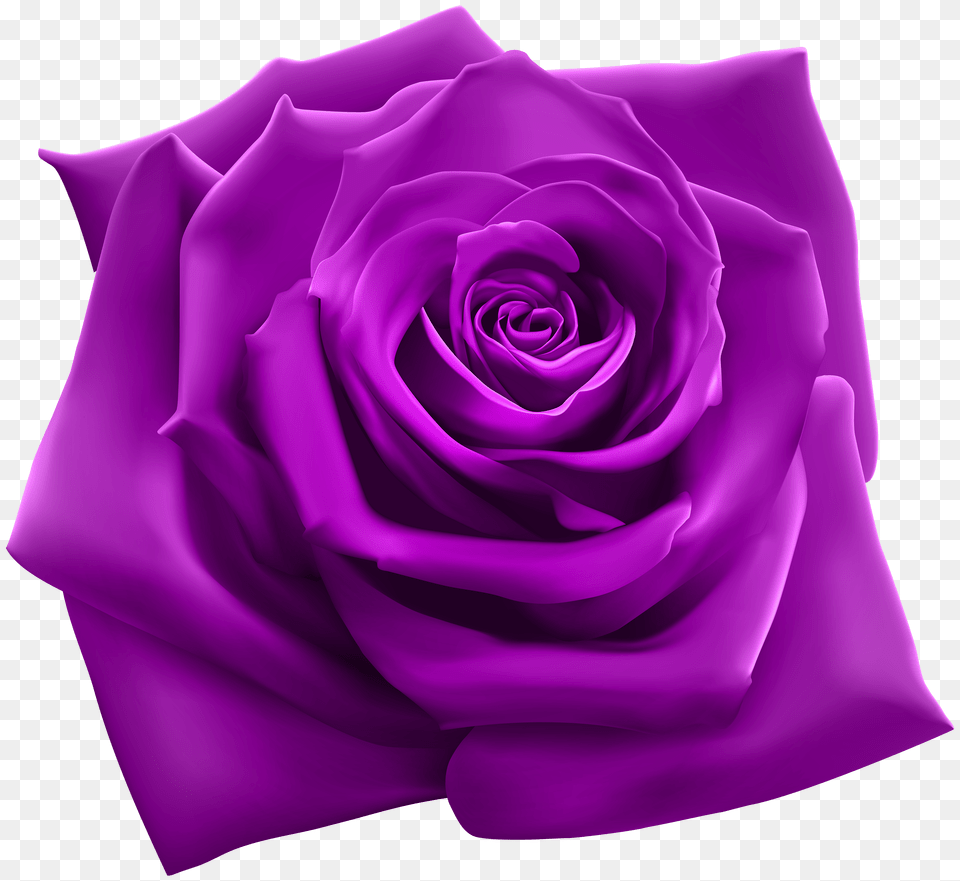 Pink Rose Purple Roses Purple Rose Clipart Png Image