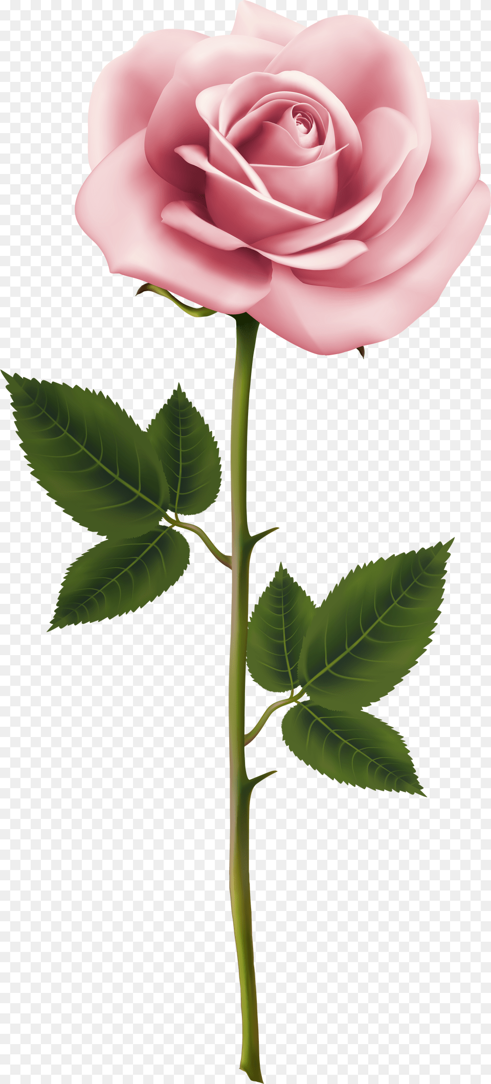 Pink Rose Rose Free Transparent Png