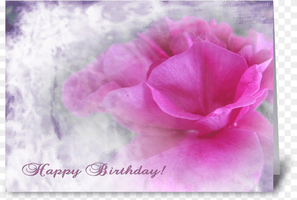 Pink Rose Texture For Birthday Greeting Card Hybrid Tea Rose, Flower, Geranium, Petal, Plant Free Transparent Png