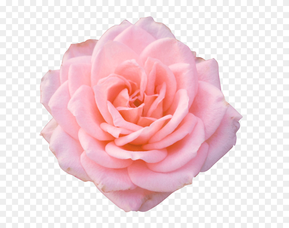 Pink Rose Transparent Aesthetic Pink Rose, Flower, Petal, Plant Png