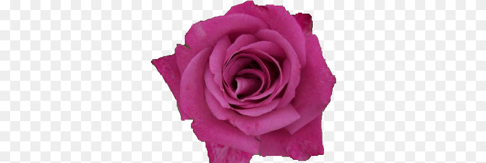 Pink Rose Arts Garden Roses, Flower, Plant, Petal Free Transparent Png