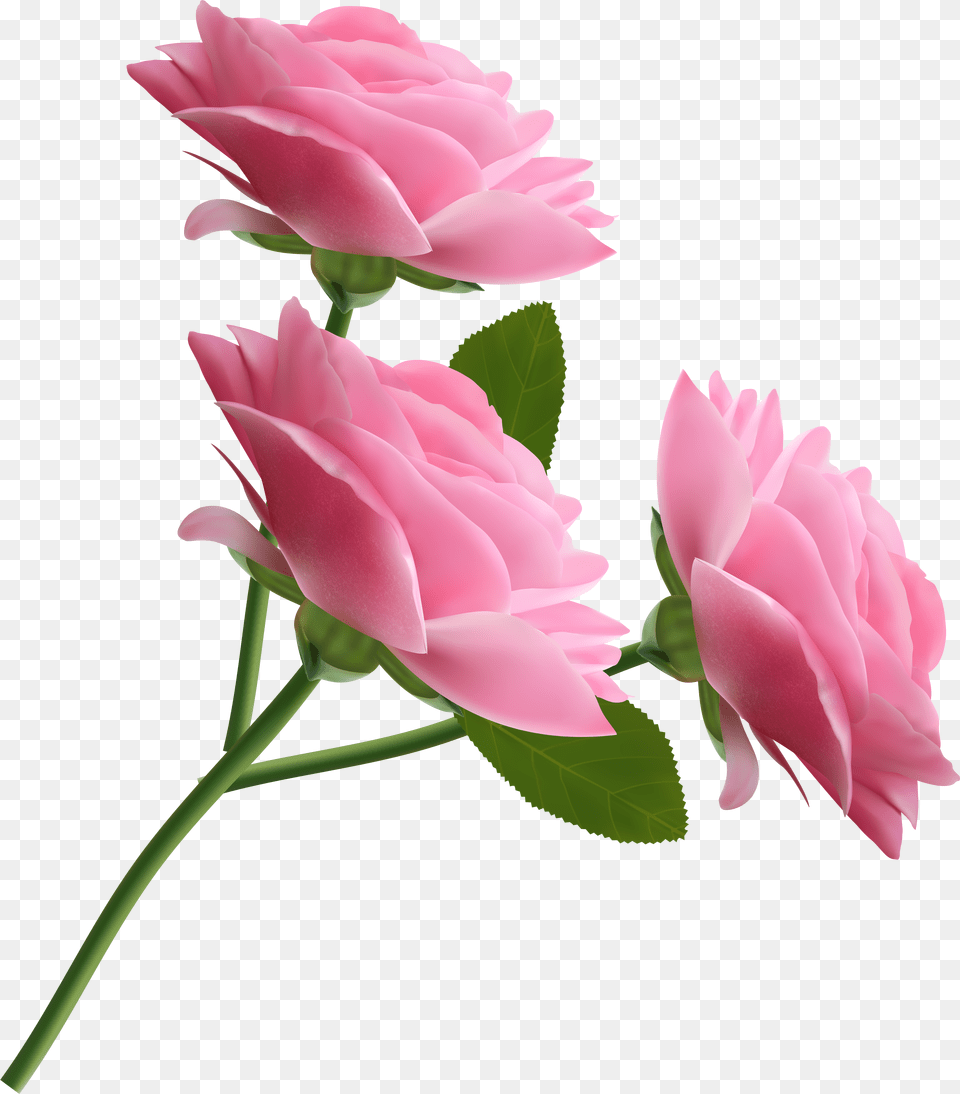 Pink Rose Transparent Background Free Png Download