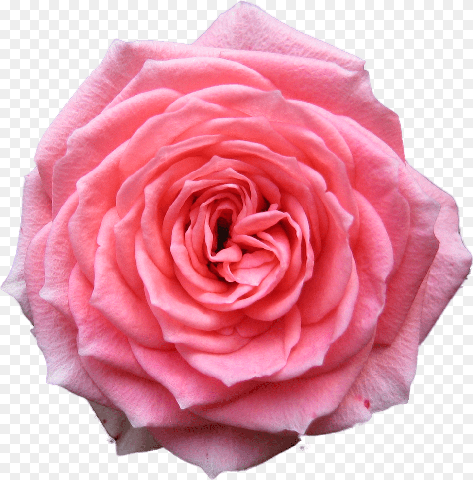 Pink Rose Transparent Background, Flower, Plant, Petal Free Png