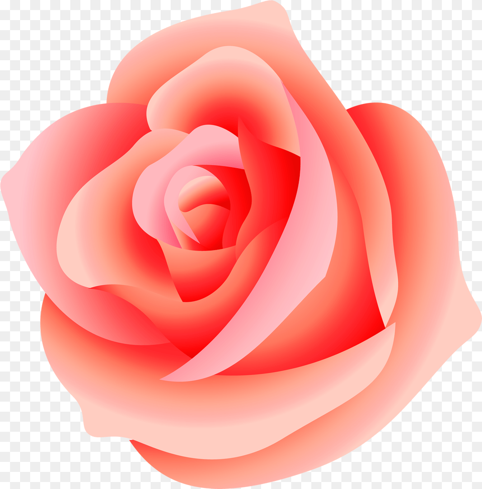 Pink Rose Transparent Background Download Clip, Flower, Petal, Plant, Baby Png Image