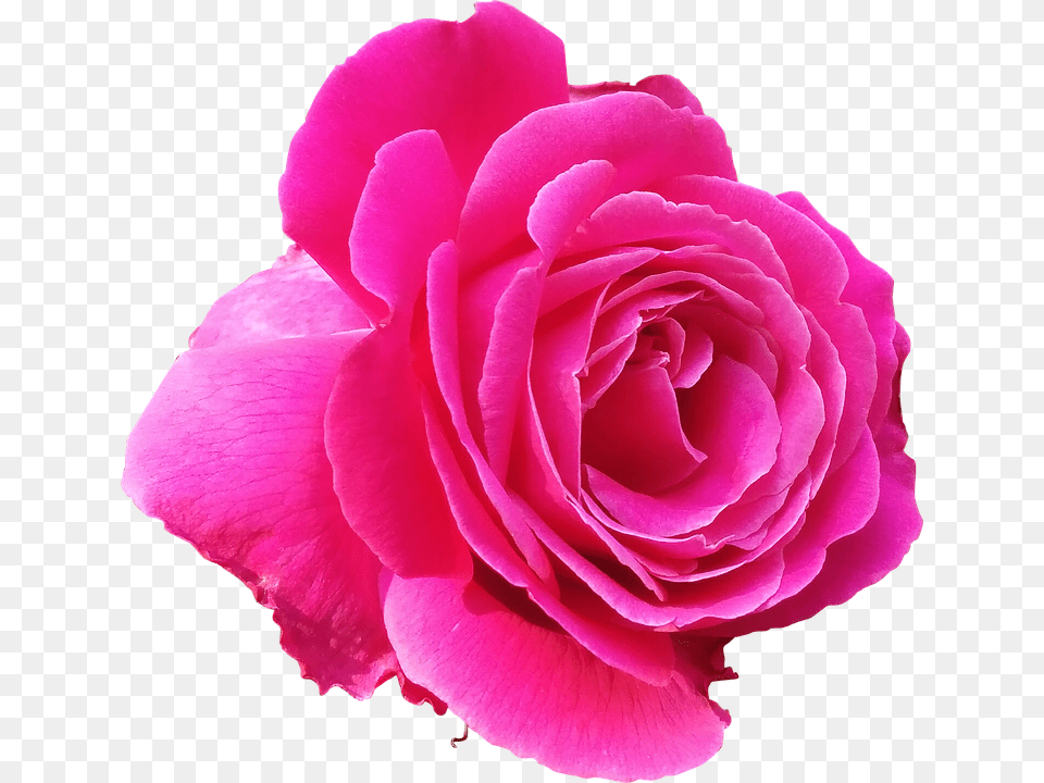 Pink Rose Transparent Background Pink Rose Clipart, Flower, Plant, Petal Png Image