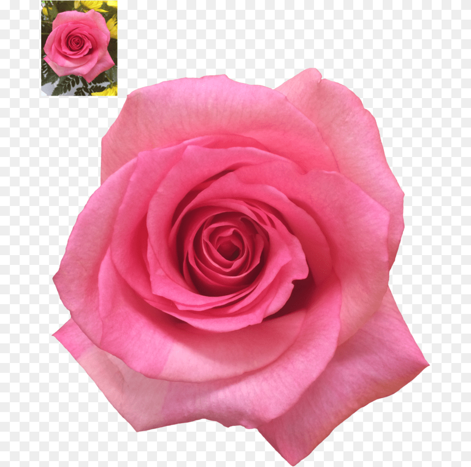 Pink Rose Transparent Background Rose, Flower, Plant, Petal Png Image