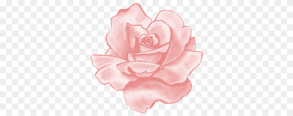 Pink Rose Transparent Bubblegum Drawn Rose Drawings In Pencil, Flower, Petal, Plant, Carnation Png Image
