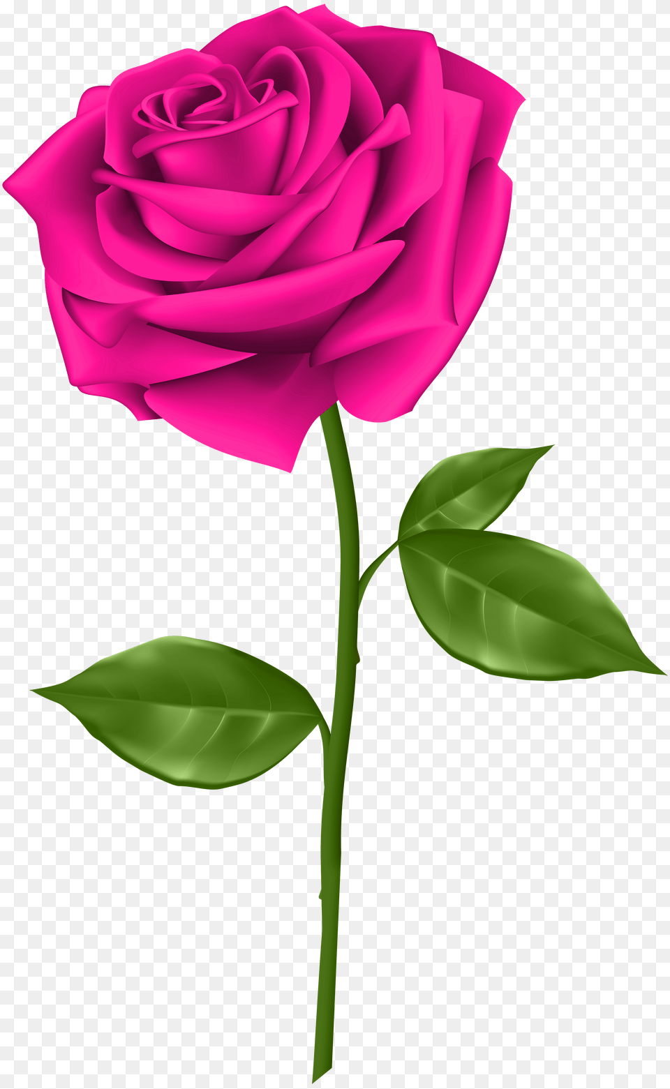Pink Rose Transparent Clip, Flower, Plant Png