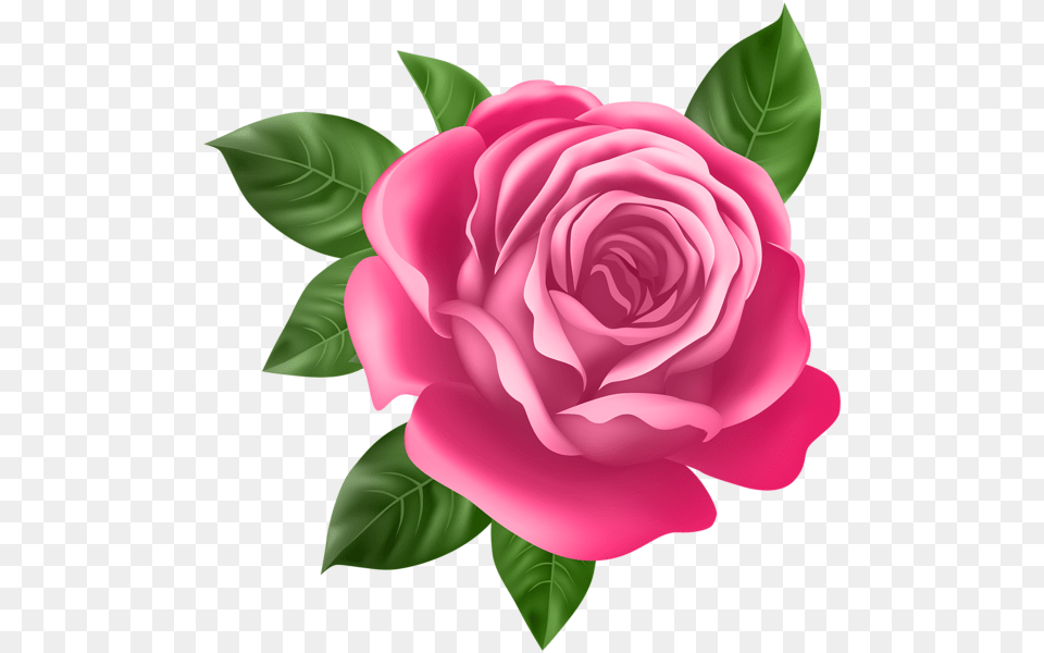 Pink Rose Transparent Clip, Flower, Plant Free Png