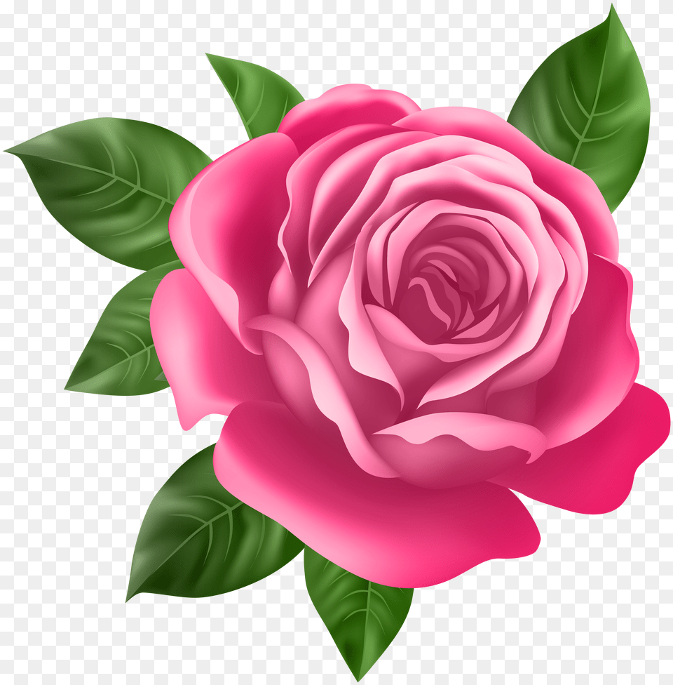 Pink Rose Transparent Clip Art Best Rose Flower Full Png