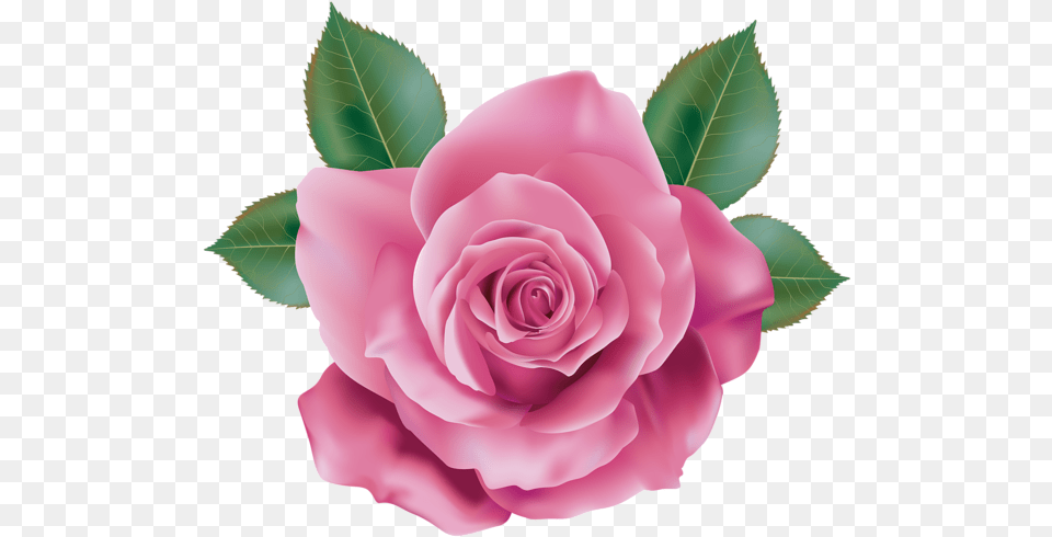 Pink Rose Transparent Clip Art Pink Rose Transparent, Flower, Plant, Petal Png Image