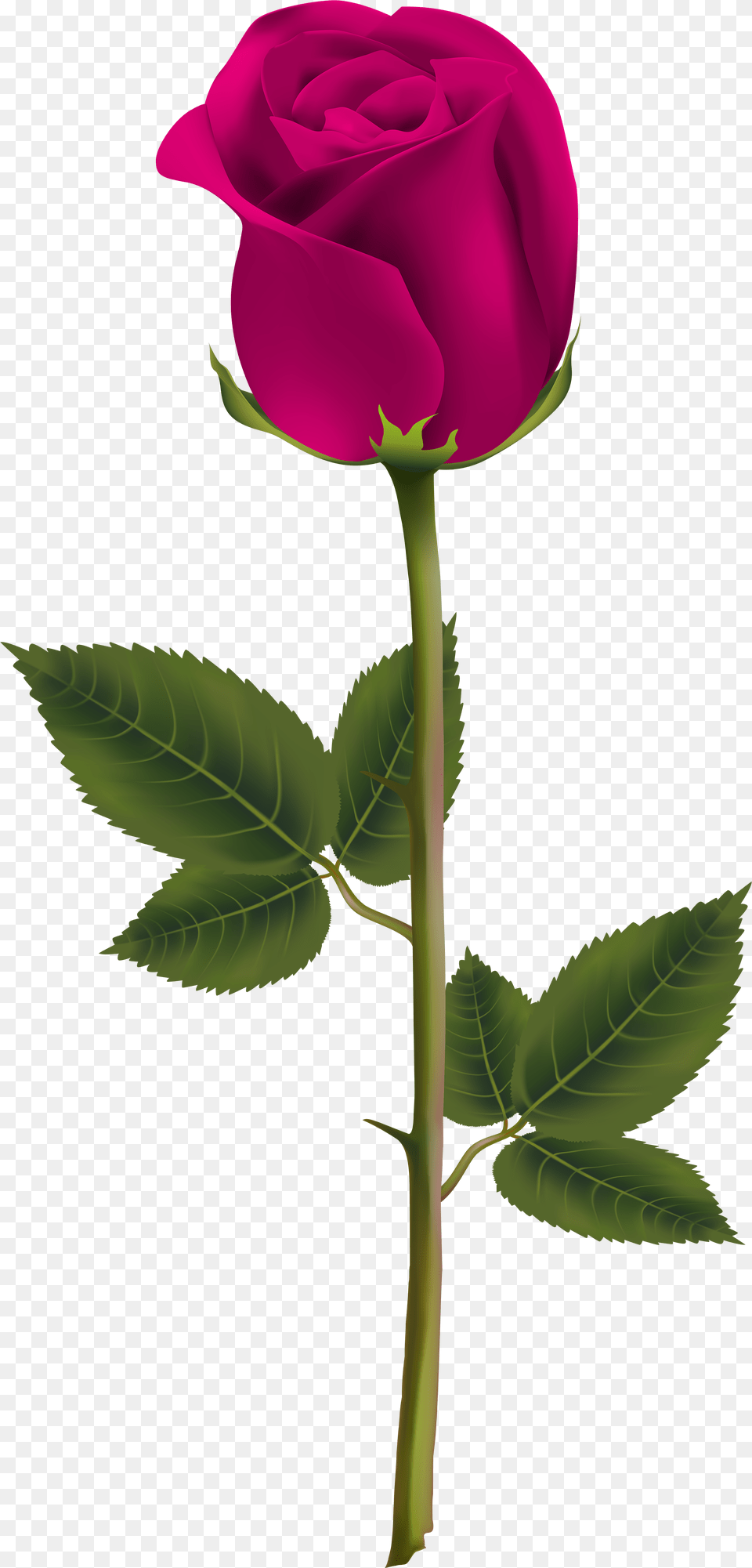 Pink Rose Transparent Gallery Yopriceville Garden Flowers, Flower, Plant Free Png