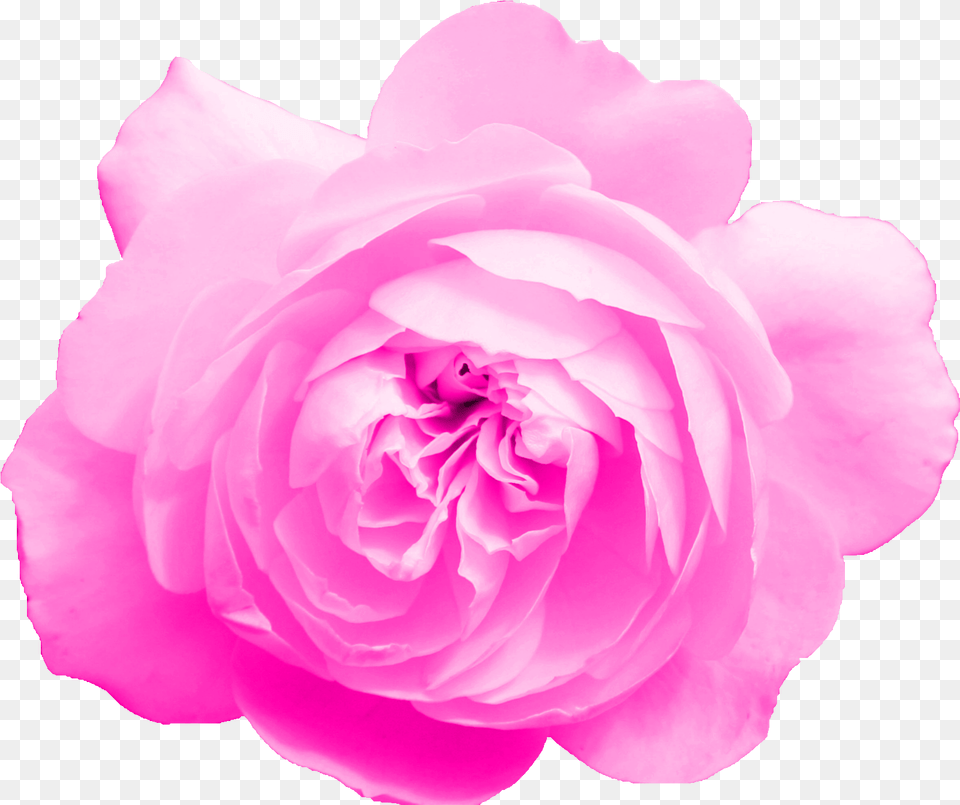 Pink Rose Transparent Onlygfxcom Garden Roses, Flower, Plant, Petal, Geranium Png