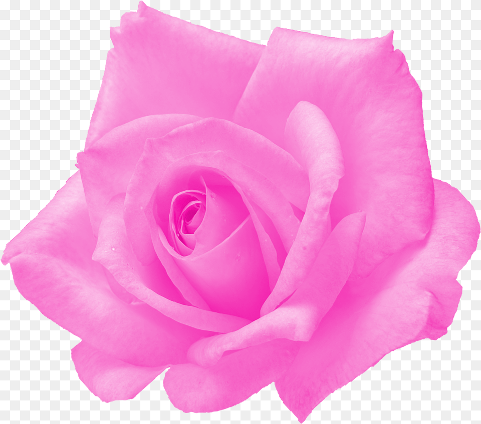 Pink Rose Transparent Onlygfxcom Transparent Pink Roses, Flower, Plant, Petal Free Png