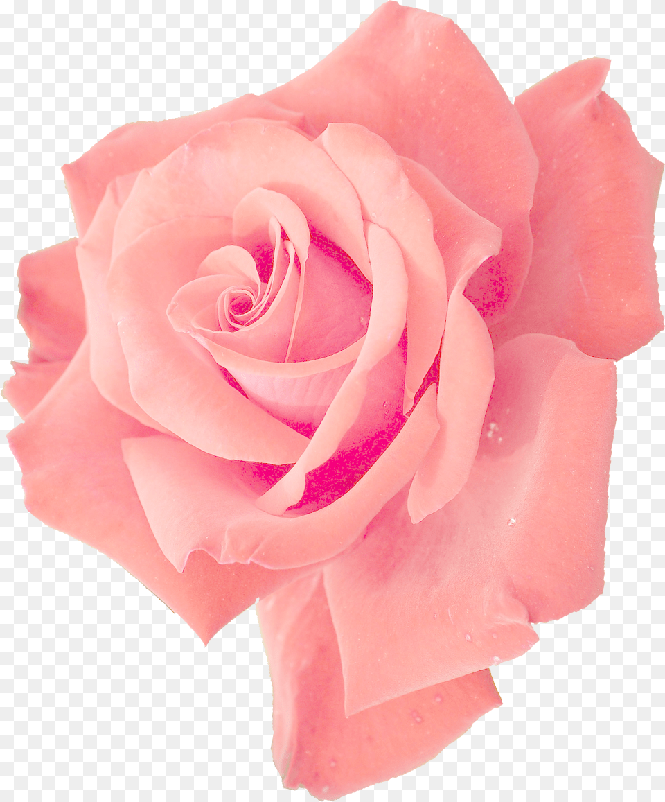 Pink Rose Transparent Pink Flower, Petal, Plant Png Image