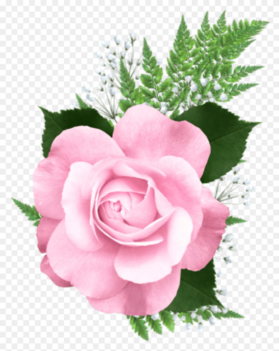 Pink Rose Transparent Pink Transparent Rose, Flower, Plant, Flower Arrangement, Flower Bouquet Free Png