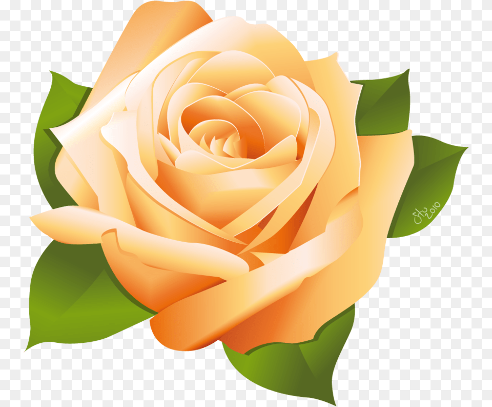 Pink Rose Vector For Free On Mbtskoudsalg Orange Rose Clip Art, Flower, Plant, Person Png Image